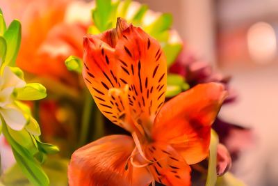 Close-up of orange day lily blooming outdoors