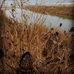 Close-up of dry grass on field by lake