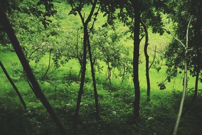 Trees in forest