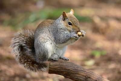 Squirrel eating on branch