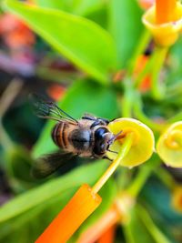 Close-up of bee pollinating on flower