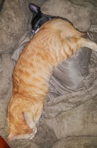 High angle view of cat sleeping
