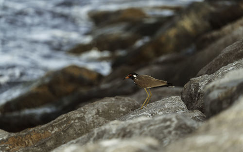 Close-up of bird perching on rock