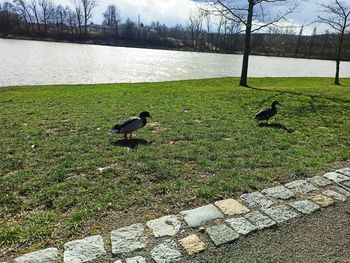 View of birds on grassy field