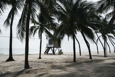 Palm trees on beach against sky