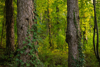 Trees growing in forest