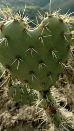 Close-up of prickly pear cactus