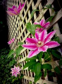 Close-up of pink flowers