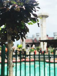 Close-up of flowering plant by railing