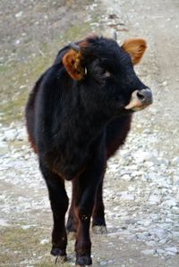 Rabbit standing outdoors