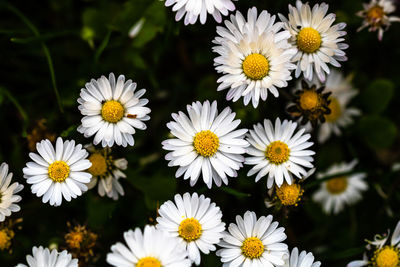 Close-up of white daisy flowers