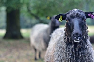 Close-up portrait of a sheep