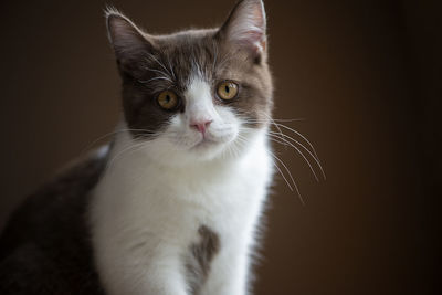 British short hair cat with bright yellow eyes licking with tongue isolated on brown background