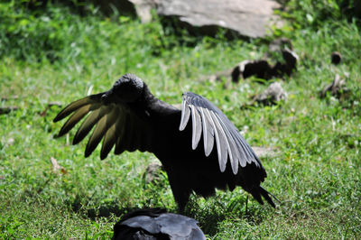 Close-up of eagle flying over grass