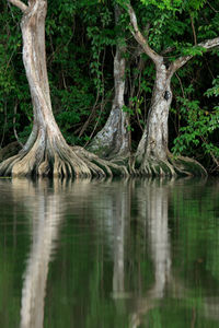 Reflection of tree in water