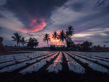 Scenic view of palm trees on field against sky at sunset