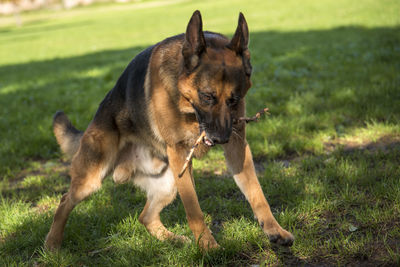 View of a dog on field