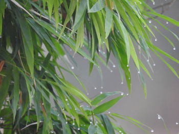 High angle view of raindrops on plant