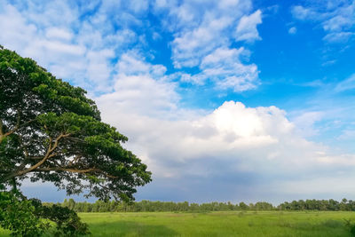 Trees on field against sky