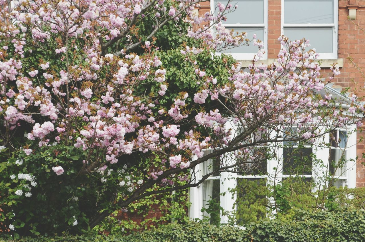 PINK CHERRY BLOSSOM TREE