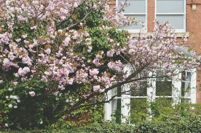 Pink cherry blossom tree in front of building