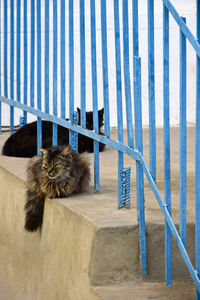 Two cats of black and multi-colored coloring are resting on concrete porch with blue railing.