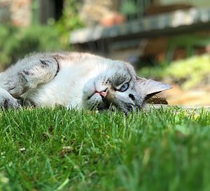View of a cat resting on grass
