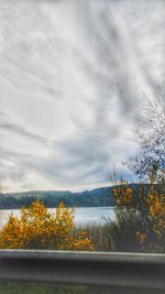 Plants and trees against sky