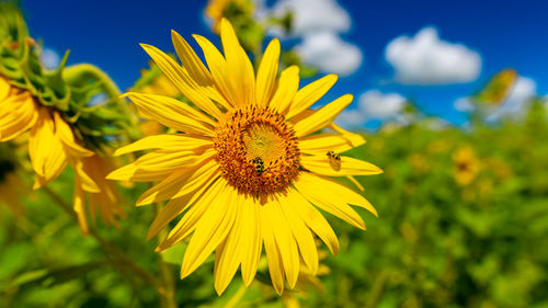 Close-up of yellow sunflower