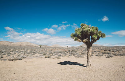 Trees on desert against blue sky