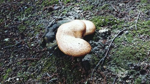 High angle view of mushrooms growing in forest