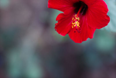 Close-up of red flower blooming outdoors