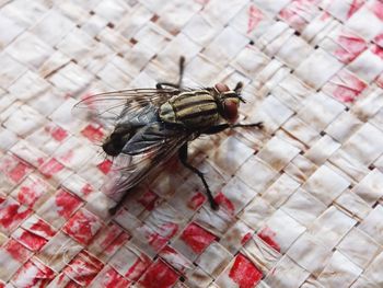 Large flies striped in black and white