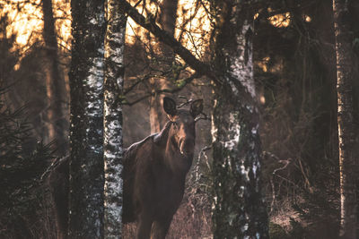 Deer in forest