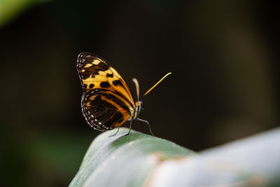 Close-up of butterfly on plant