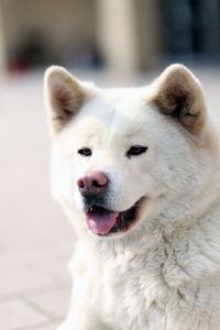 Close-up portrait of a dog