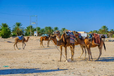 Horses in a desert