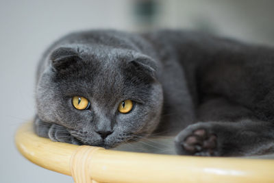 Close-up portrait of a cat