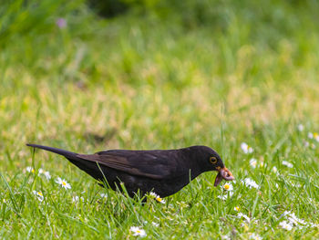 Side view of a bird on field, blackbird, turdus merula, catching worms in the grass