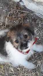 Close-up portrait of puppy