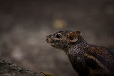 Close-up of squirrel on wood