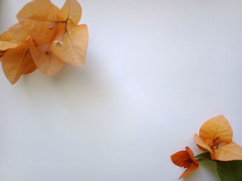 Close-up of orange leaves on white background