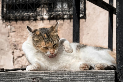 Cat lying on wood