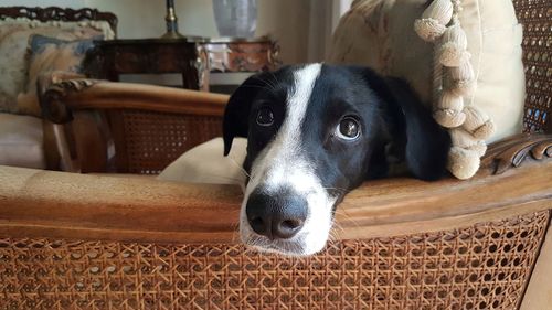 Close-up portrait of a dog