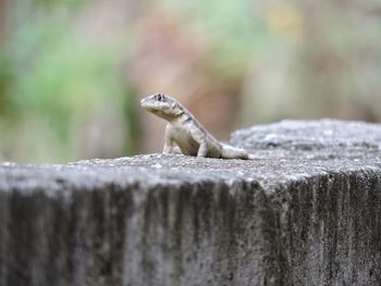 Close-up of lizard on wood