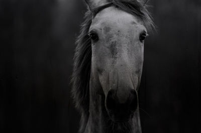 Close-up portrait of a horse