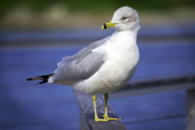Close-up of bird perching on railing