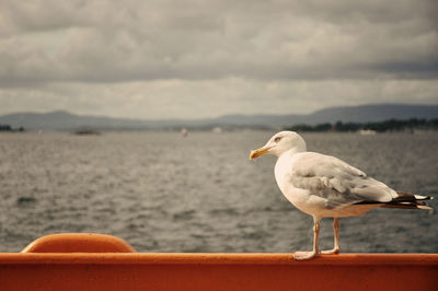 Seagull perching on a sea