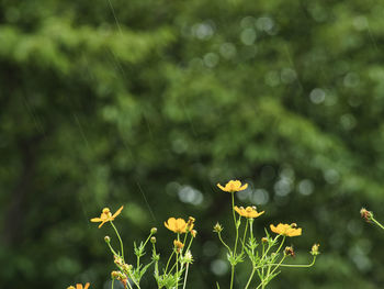 Close-up of yellow flowering plant