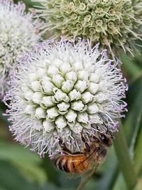 Close-up of thistle blooming outdoors